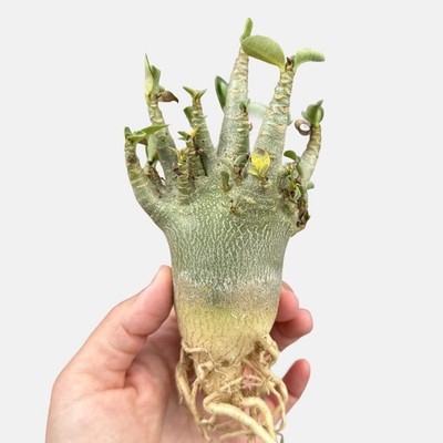 Rare Adenium Arabicum Godji Caudex - Unique Succulent Live Plant for Your Collec