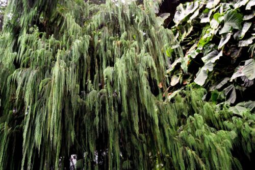 30 Kashmir WEEPING CYPRESS TREE Cupressus Cashmeriana Blue Evergreen Seeds - Picture 7 of 10