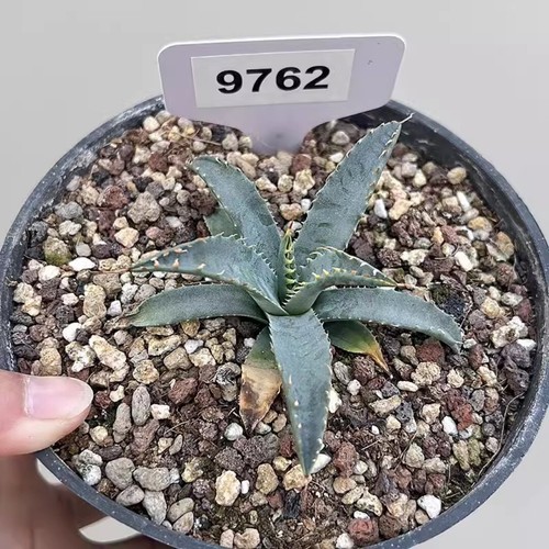 10CM Succulent Agave Plant Agave Utahensis Agavaceae Home Garden Beautiful Plant - Picture 8 of 13