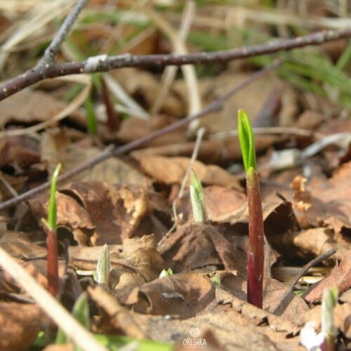 Allium ochotense 30+ PCS fresh seeds, Siberian onion, Cheremsha seeds, Organic - Picture 3 of 8