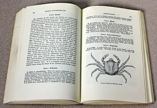 Sea-Beach at Ebb-Tide by Augusta F. Arnold (Trade Paperback, Reprint) - Picture 10 of 12