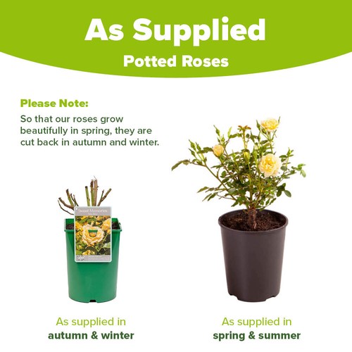 Compact Garden Rose, Sweet Memories, lemon yellow blooms, repeat flowers, 4L pot - Picture 8 of 18