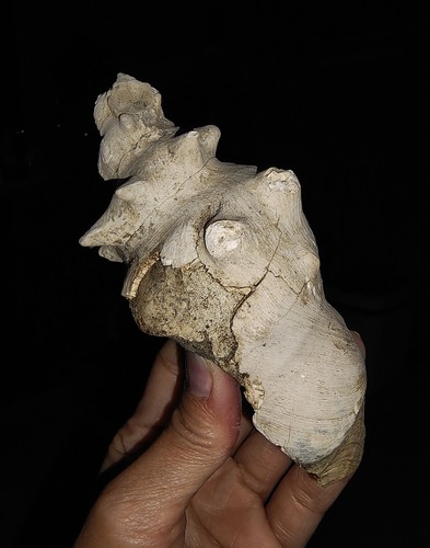 ¡INCREÍBLE AMONITA!! FOSSIL SEA, GASTROPODA STROMBIDAE, DE INDONESIA, 115MM - Imagen 4 de 7