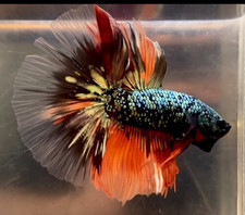 Live Betta Fish HALFMOON Male Grade Premium K USA Seller