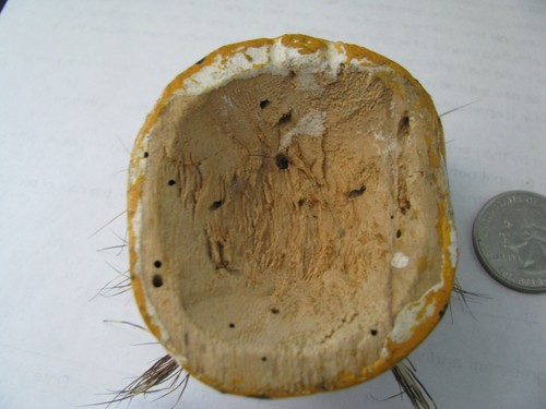 Vintage Nahua Lepard Cat Protection Mask with Boar Whiskers Miniature - Picture 7 of 7