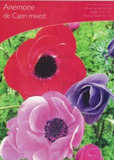 30 ANEMONE DE CAEN MIXED BULBS/CORMS CORN GARDEN SPRING SUMMER