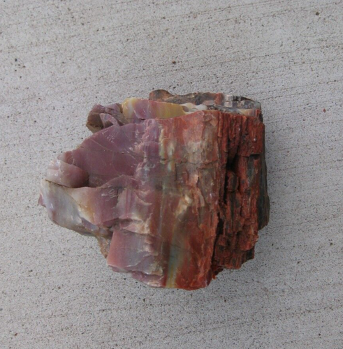 Versteinertes Holz aus Arizona - ca. 1,3 Pfund - sehr bunt - Bild 4 von 20