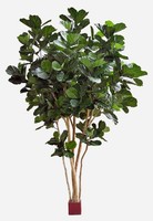 Artplants KüNstlicher Geigenficus Zlatan, Echtstamm, GrüN, 420Cm