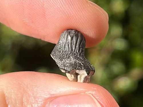 Ptychodus whipplei Fossil Sharks Tooth Texas Crusher Shark NICE - Picture 2 of 9