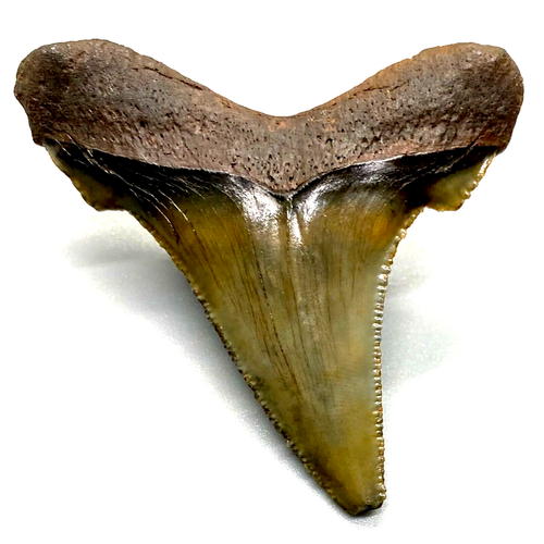 Dente di squalo colorato seghettato nitidamente 2,23" fossile AURICULATUS - Nuovo con scatola - Foto 4 di 4