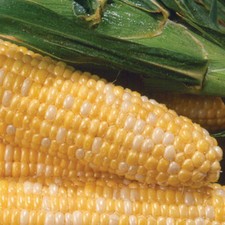 Sweet Corn Seed: Sweetness Sweet Corn Seeds Fresh Seed FREE Shipping