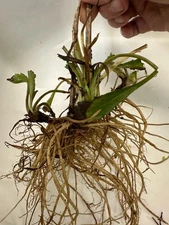 Shasta Daisy Tall Leucanthemum Becky -  Starter Clump - Tuber 5 Growing Tips