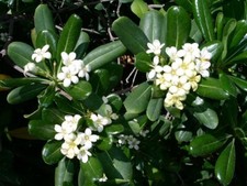 20 Pittosporum Tobira /Japanese Cheesewood Seeds