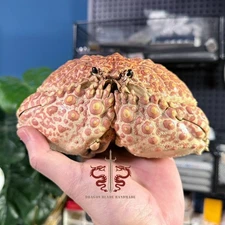 Crab specimen real Calappa japonica, museum-quality taxidermy, 18cm/7"