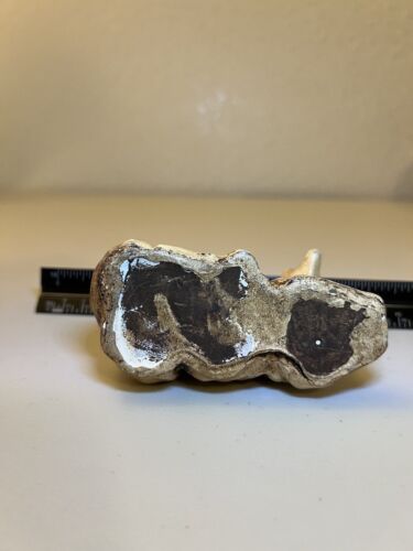 Nativity Lamb - Picture 6 of 6