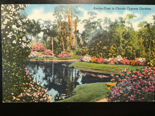 Vintage Postcard 1962 Azalea Time Cypress Gardens Winter Haven Florida FL