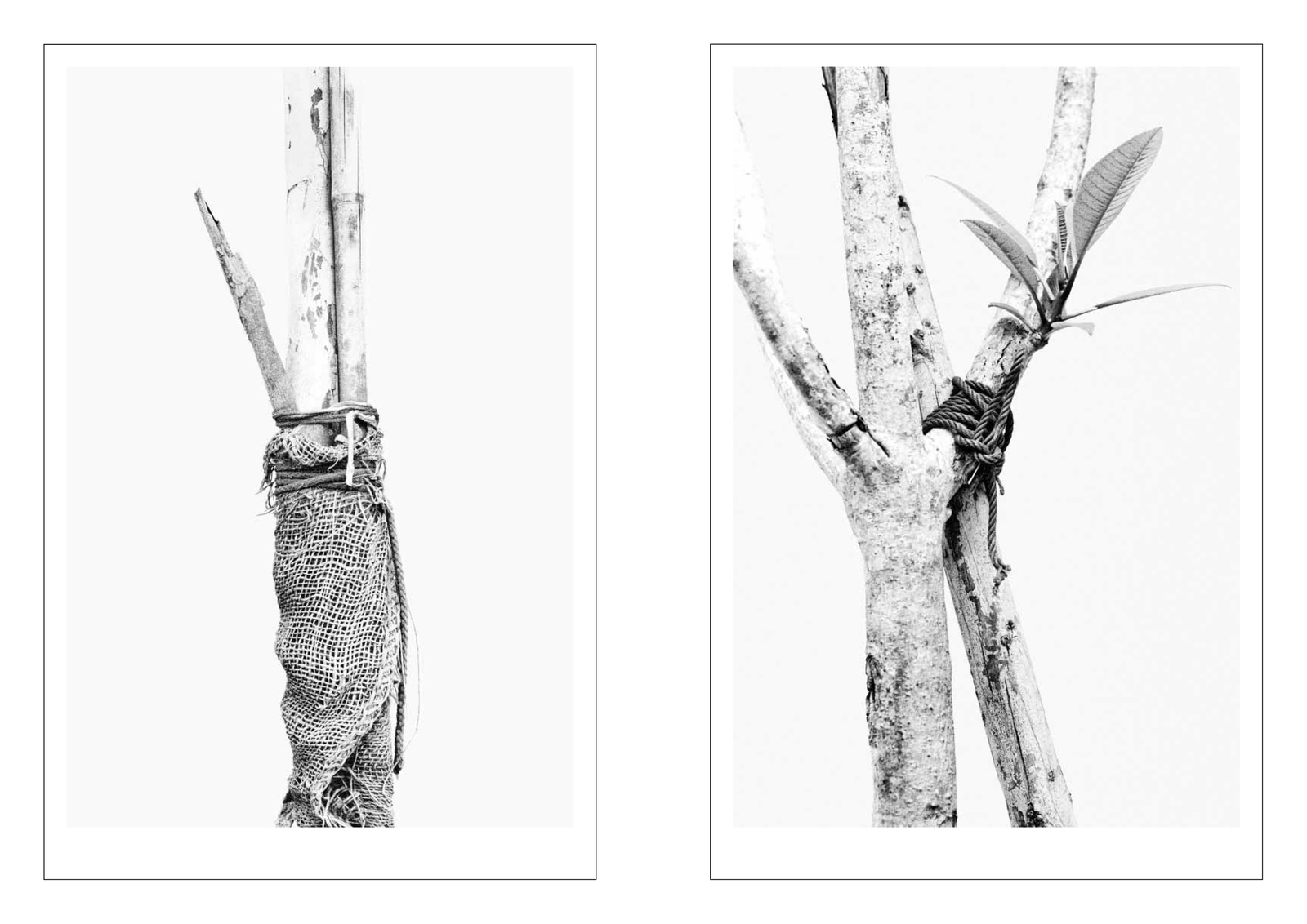 Thumbnail - Ways To Tie Trees Woong Soak Teng