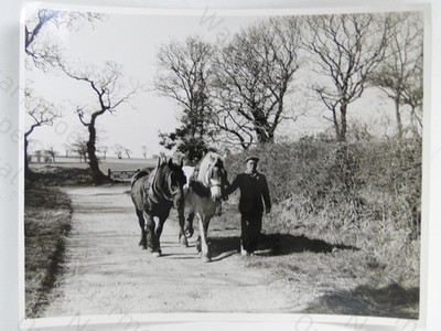 Mann 2 Auenland Pferde Country Lane Ormsby Great Yarmouth 1956 Foto