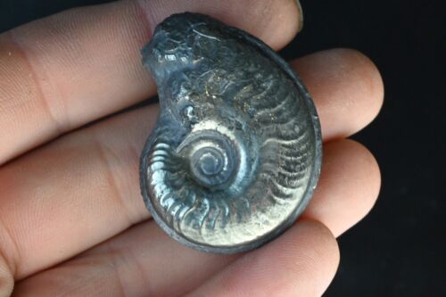 Ammonit Pyritisiert Harpoceras Toarcien Frankreich 46mm Pyrit Pyrit Fossil - Bild 4 von 10