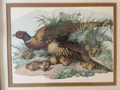 Vintage Framed Pheasant Art Print by The Uttermost Co Numbered 668 - Picture 2 of 11