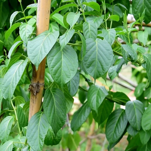 Tea Gymnema Leaf Sylvestre Organic Dried Sugar Herbal Control Krittiya Garden 60 - Picture 3 of 5