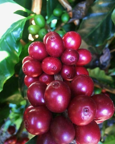 Brazilian Coffee Beans 1kg Bag Whole Beans - New 22/23 Season Harvest - Picture 5 of 5