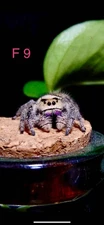 Live Regal Jumping Spiders-Invertebrates-Office Pet-Small Pet-Cute-Fun