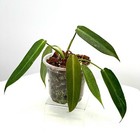 Philodendron Spiritus Sancti + Phytosanitary Cert / DHL Express