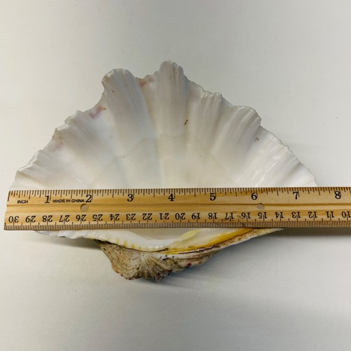 Large Clam Shell - Picture 7 of 9