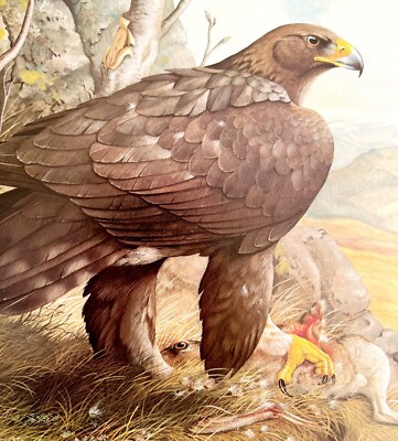 Golden Eagle Art Print Color Plate Birds Of Prey Vintage Nature 1979 DWT11A