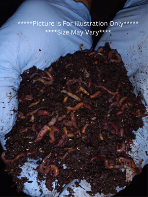  Get That Garden Ready! Red Wiggler's Fresh and Ready To Ship I Live 