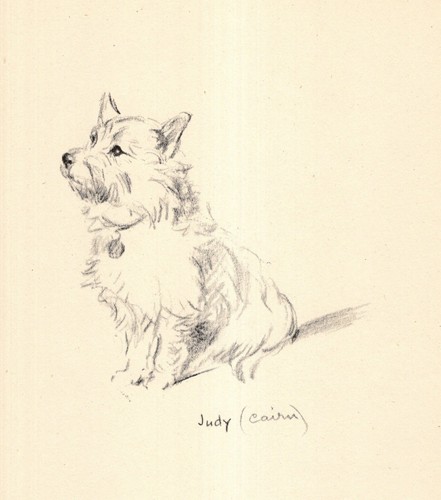 1940s Antique Lucy Dawson Cairn Terrier Print Wall Art Decor Illustration 6565h