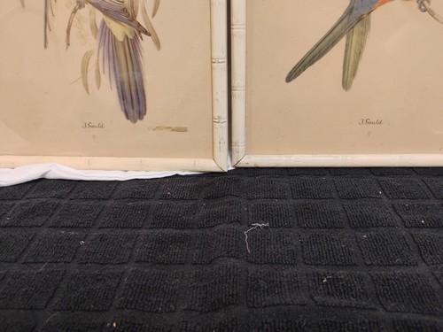 Par de impresiones de loros J. Gould de 6" x 8". Espléndidos periquitos de hierba y King Lory - Imagen 11 de 11