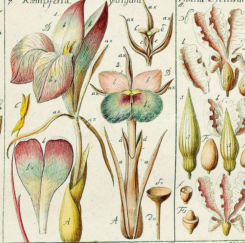 POSTER PRINT Botanical Bannana Canna Cardamon "Tabulae phytographicae” 1790s - Picture 3 of 5