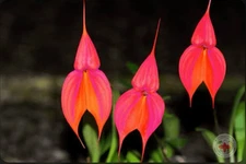 Masdevallia veitchiana Dramatic Orchid Species Orange Purple 4” Pot (CJ18)