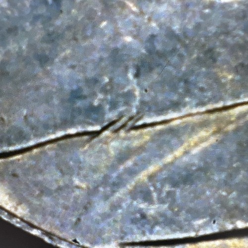 2004 P Nickel Lewis & Clark Keelboat Die Chip Errors - Picture 2 of 13