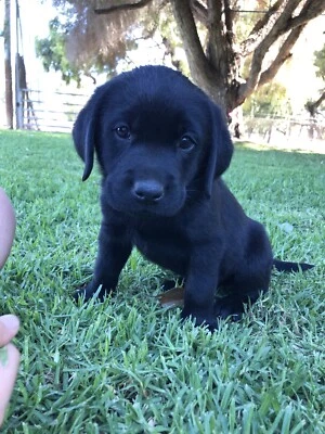 Labrador Puppies Dogs Puppies Gumtree Australia Free Local Classifieds