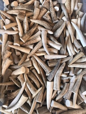 TWENTY-PACK (20) Natural Elk/Deer Antler Tips (A,B, & C Grades) Not Chews