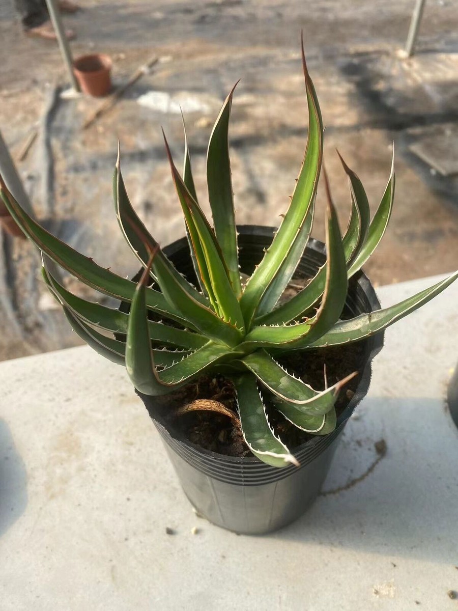 RareSucculent plant Agave horrida subsp. horrida Sale | eBay