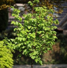 Hochstamm Winter Linde Orange 80-100cm - Tilia cordata