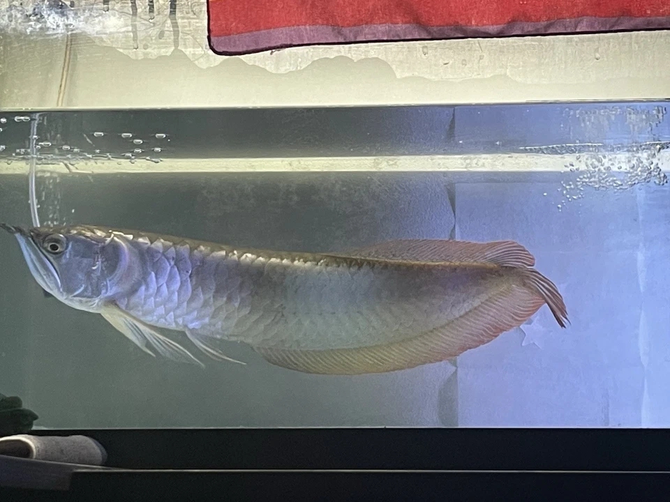 Arowana Live  discount Sale - Image 2 of 4