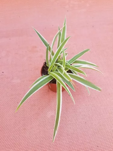 Live Spider Plant In 2" Pot - Easy Growth - Air Purifying House Plant