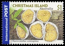 CHRISTMAS ISLAND 432 - Fungi "Chaetocalathus semisupinus" (pf35999)