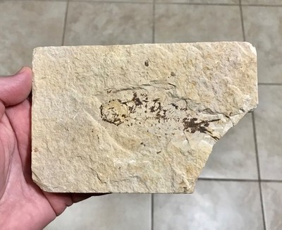 NICE KNIGHTIA FISH FOSSIL - 6  x 4  -GREEN RIVER FORMATION,KEMMERER WYOMING