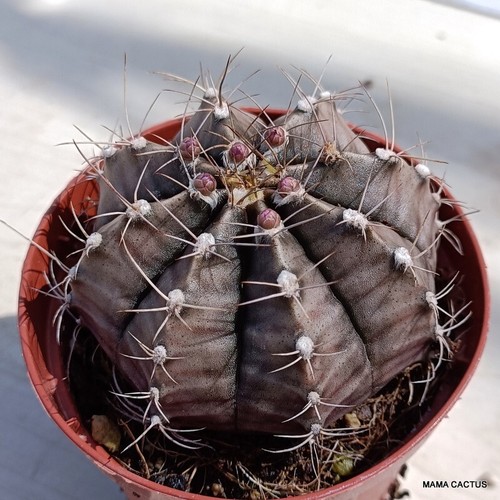 A7432 GYMNOCALYCIUM MIHANOVICHII Topf 8 cm H 4 cm B 7 cm MaMa Kaktus - Bild 2 von 4