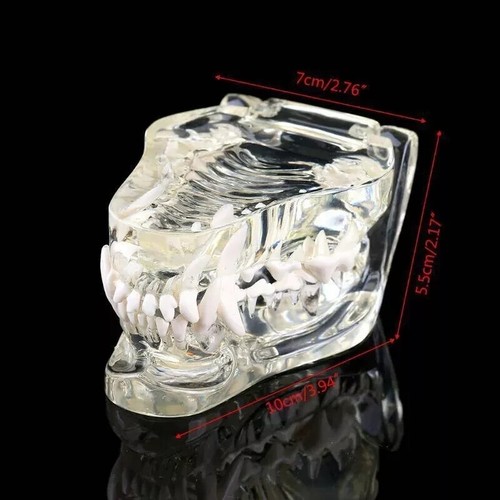 Hundezähne Modell Zahn transparent anatomisch Tierarzt Hund Unterricht PVC - Bild 4 von 9