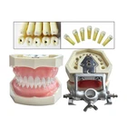 Dental Kilgore NISSIN Style Study Model DP Articulator Typodont Teeth Caries
