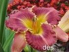 New ListingDaylily ~ Barracuda Bay ~ Shark's Tooth Edge ~ Late Season Rebloomer Live Plant