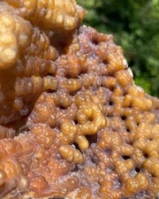 Agatized Fossil Coral, Lowndes County Georgia