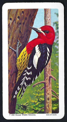 BROOKE BOND (CANADA) - CANADIAN / AMERICAN SONGBIRDS - #6 RED BREASTED SAPSUCKER